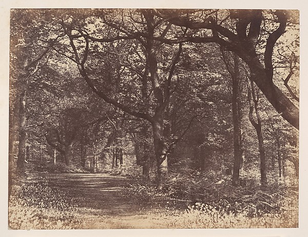 Wood-scene, Norton, Cheshire