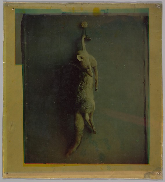 Fox by Louis Ducos Du Hauron, The Metropolitan Museum of Art