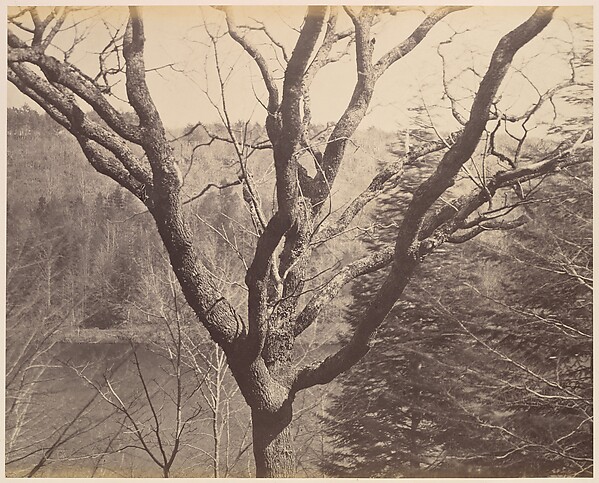 [Tree]