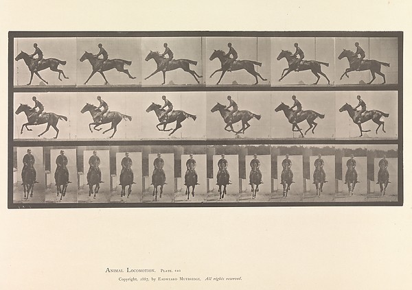 [Horse and Rider Galloping]