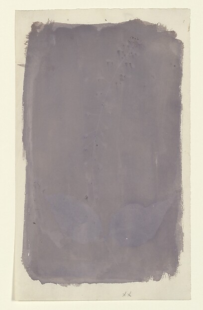 [Botanical Specimen]