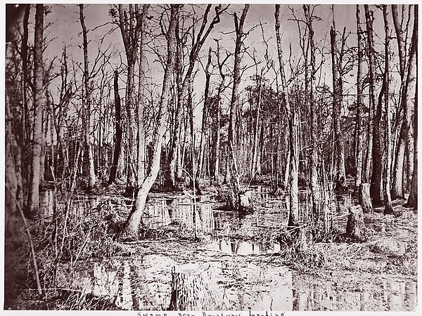 Swamp near Broadway Landing, Appomattox River
