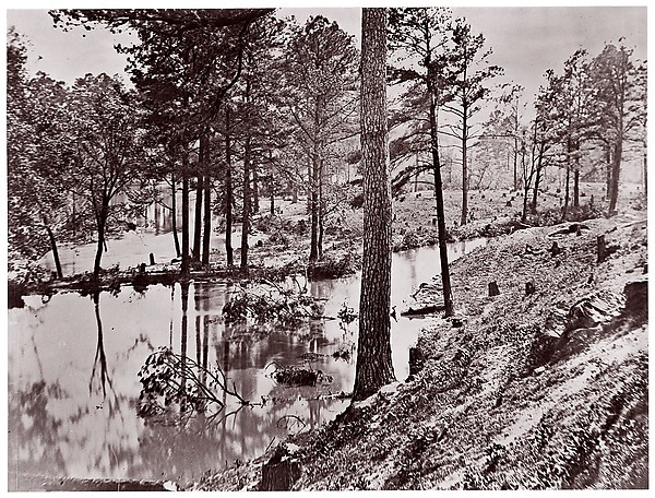 [Swamp Near Broadway Landing, Appomattox River, Virginia]
