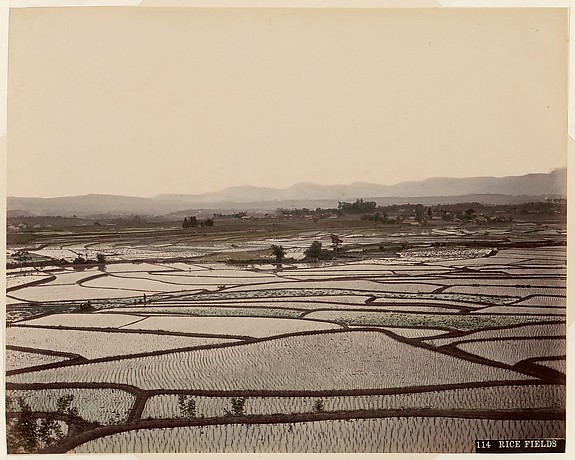 Rice Fields