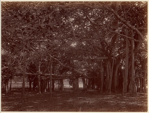 "Interior" View of Banyan Tree, Calcutta