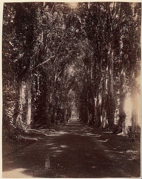 Buitenzorg Allie, Java