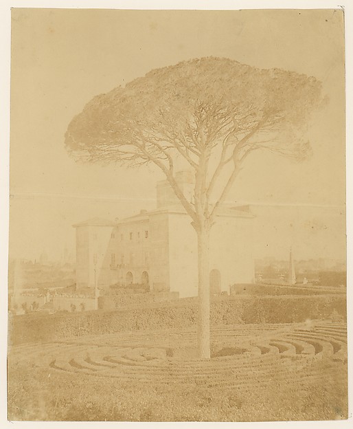 [Tree in Formal Garden Outside Palazzo]