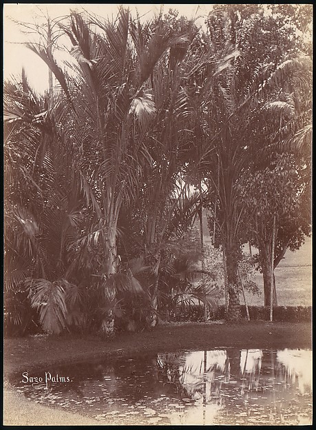 Sago Palms