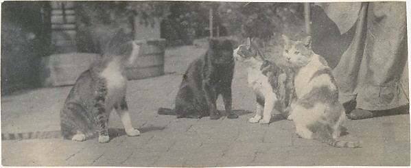 [Four Cats]