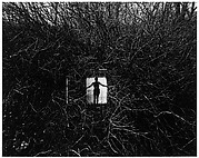 Harry Callahan | Eleanor | The Metropolitan Museum of Art