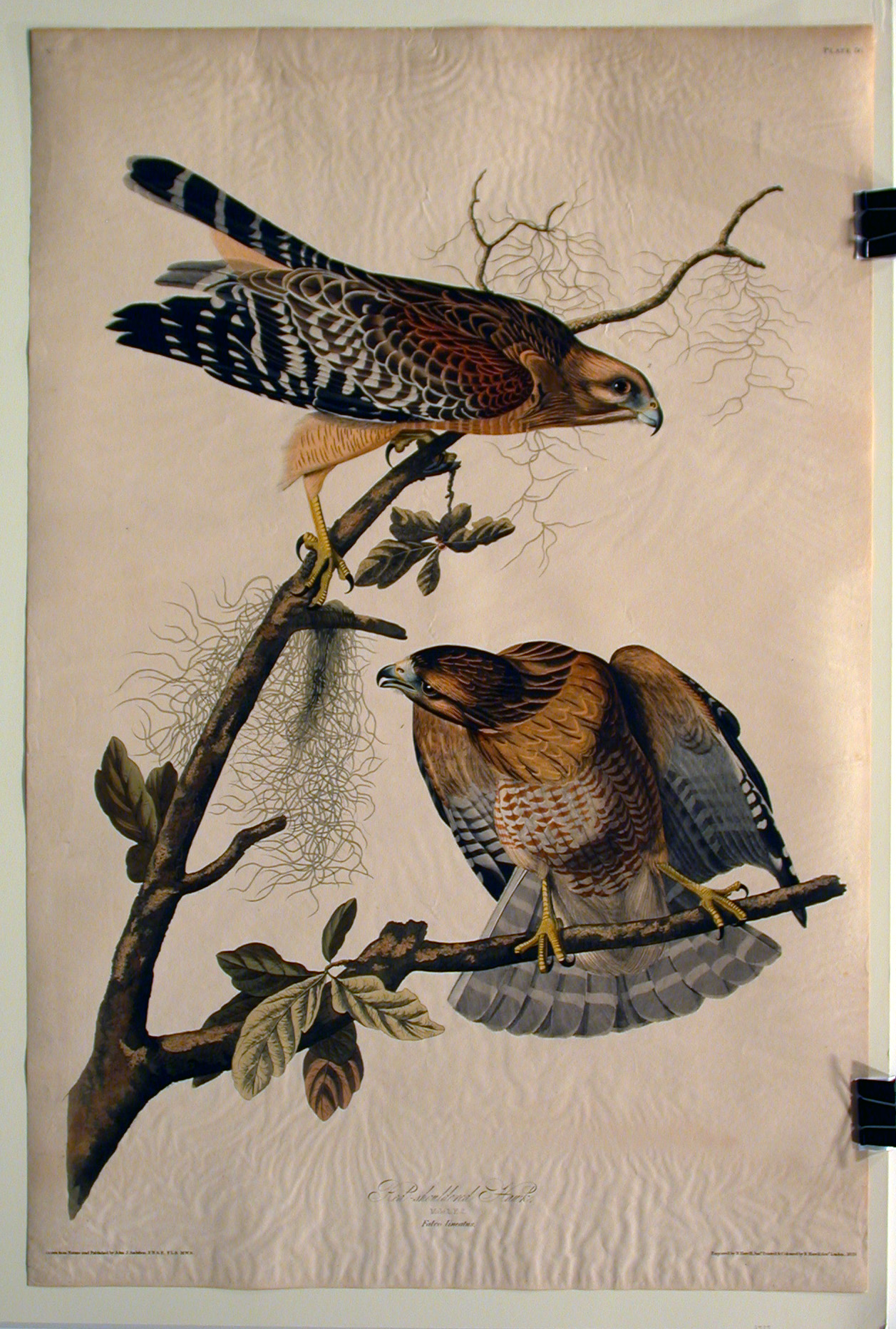 Red shouldered Hawk Lithograph Audubon Print 11.5" x 15" Lithograph 98 
