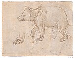 A Bear Walking, Leonardo da Vinci (Italian, Vinci 1452–1519 Amboise), silverpoint on light buff prepared paper