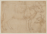 Study of Two Bovine Animals, The Veneto (mid-15th century), Pen and brown ink, Italian (Veneto)