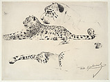 Leopard Studies, Wilhelm Kuhnert (Oppeln 1865–Flims (Graubünden) 1926), graphite on paper, German