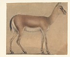 A Gazelle in Profile, Moving Toward the Right, Circle of Michelino da Besozzo (Michelino de Mulinari) (Italian, Lombardy, active 1388–1450), Tip of the brush and brown, gray (both in various shades), and black ink; contours with metalpoint (?or black chalk?); touches of white chalk; brown and light brownish gray wash; on vellum.