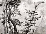 Trees, French artist in the circle of Giovanni Francesco Grimaldi (Italian, Bologna 1606–1680 Rome), Pen, sepia ink and wash with white gouache heightening on blue paper
