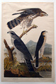 Goshawk, Stanley Hawk (No. 29), John James Audubon  American, born Haiti, Print