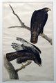 Black Warrior (No. 18), John James Audubon  American, born Haiti, Print