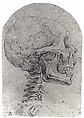Skull in Profile, Battista Franco (Italian, Venice ca. 1510–1561 Venice) (?), Pen and brown ink