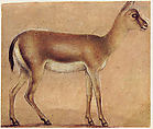 A Gazelle in Profile, Moving Toward the Right, Circle of Michelino da Besozzo (Michelino de Mulinari) (Italian, Lombardy, active 1388–1450), Tip of the brush and brown, gray (both in various shades), and black ink; contours with metalpoint (?or black chalk?); touches of white chalk; brown and light brownish gray wash; on vellum.