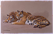 Tiger Studies, John Charles Dollman  British, graphite, watercolor, and gouache on paper, British