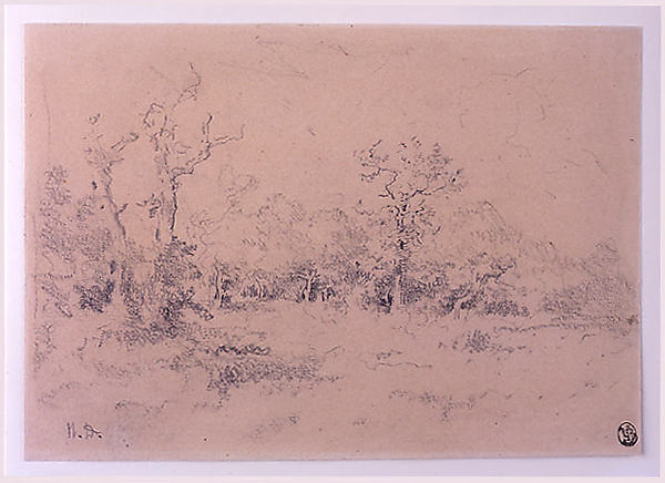 Forest Clearing